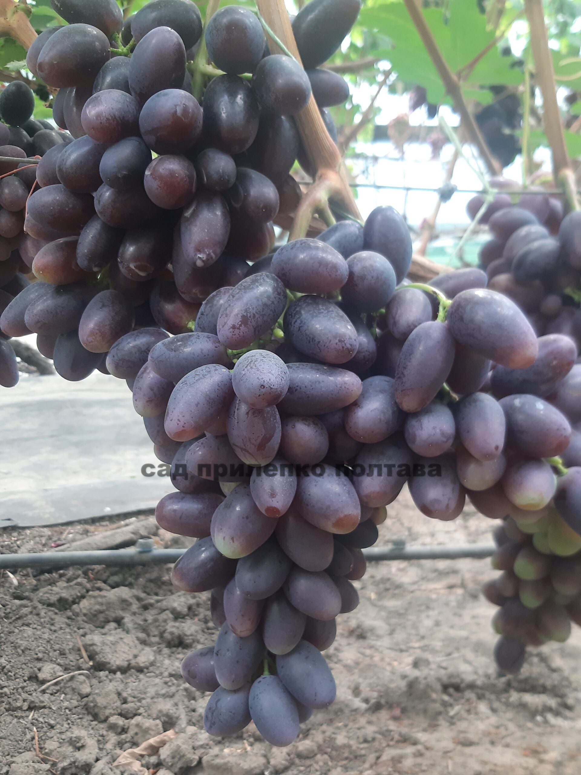 ЧОРНИЙ КРИСТАЛ • Сад Прилепко