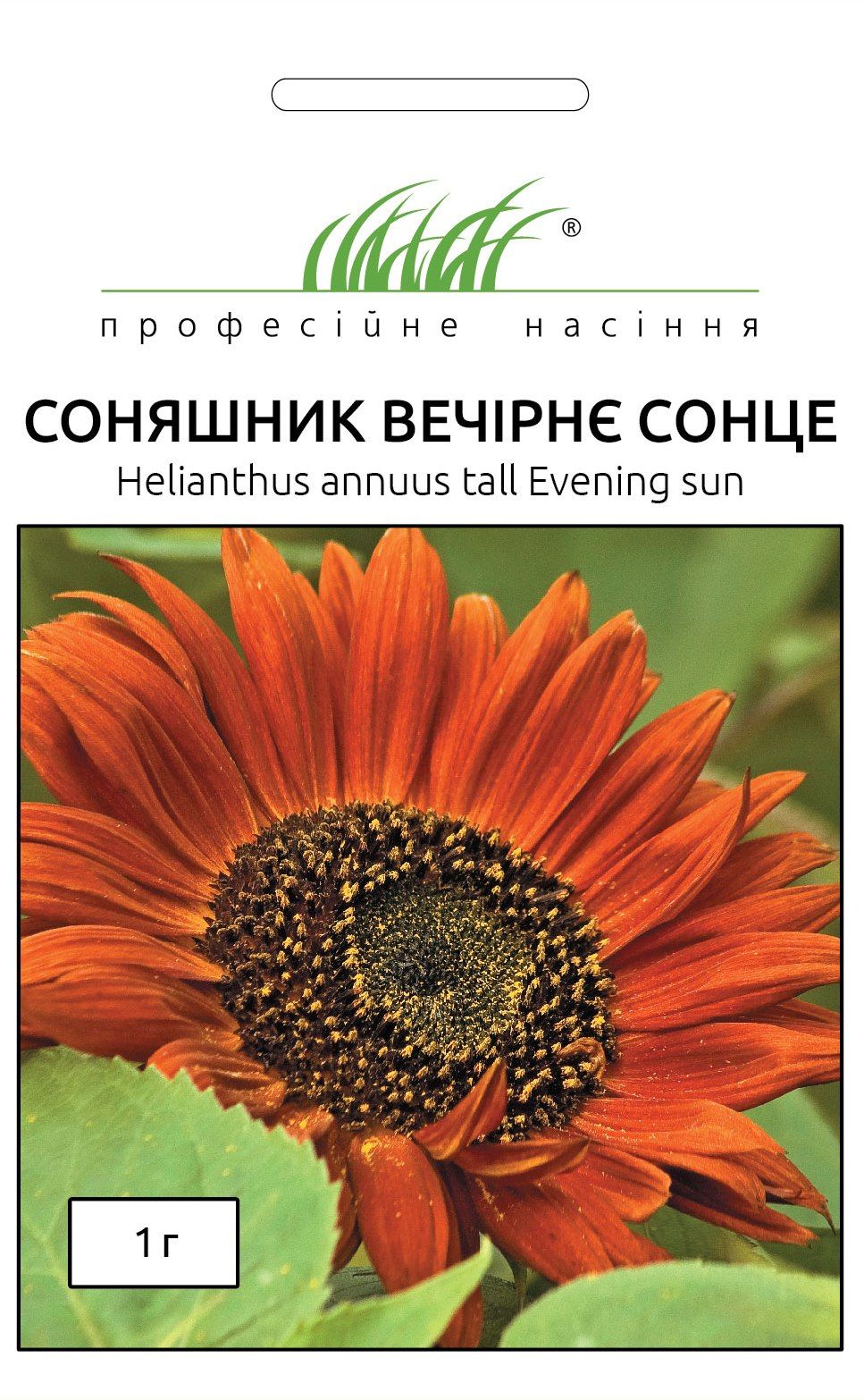 Соняшник Вечірнє сонце