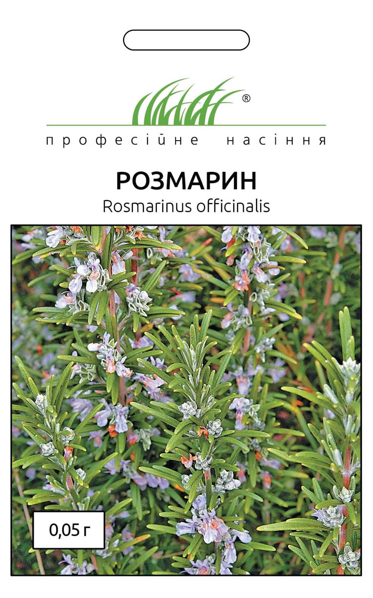 rozmarin_1