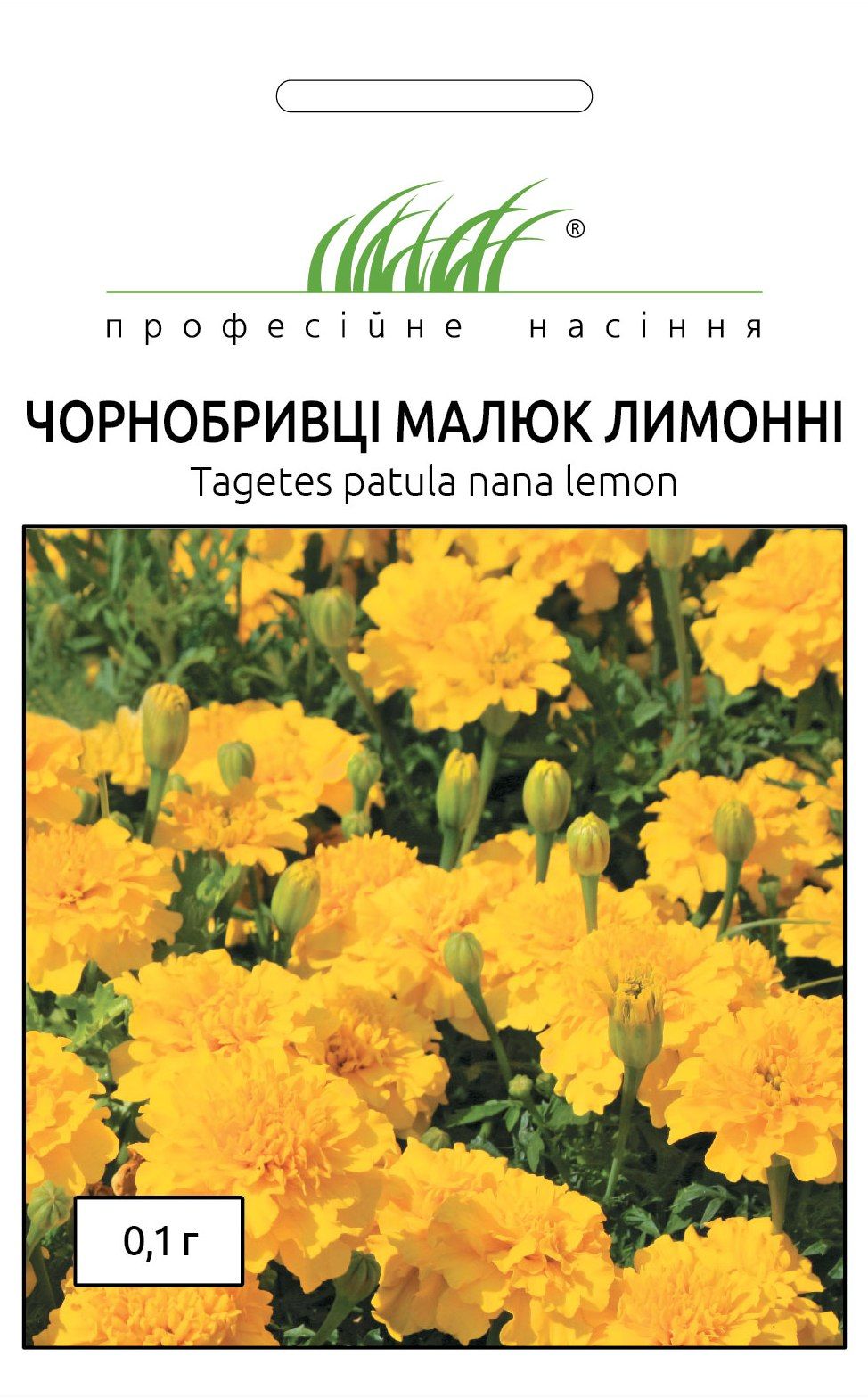 чорнобривці