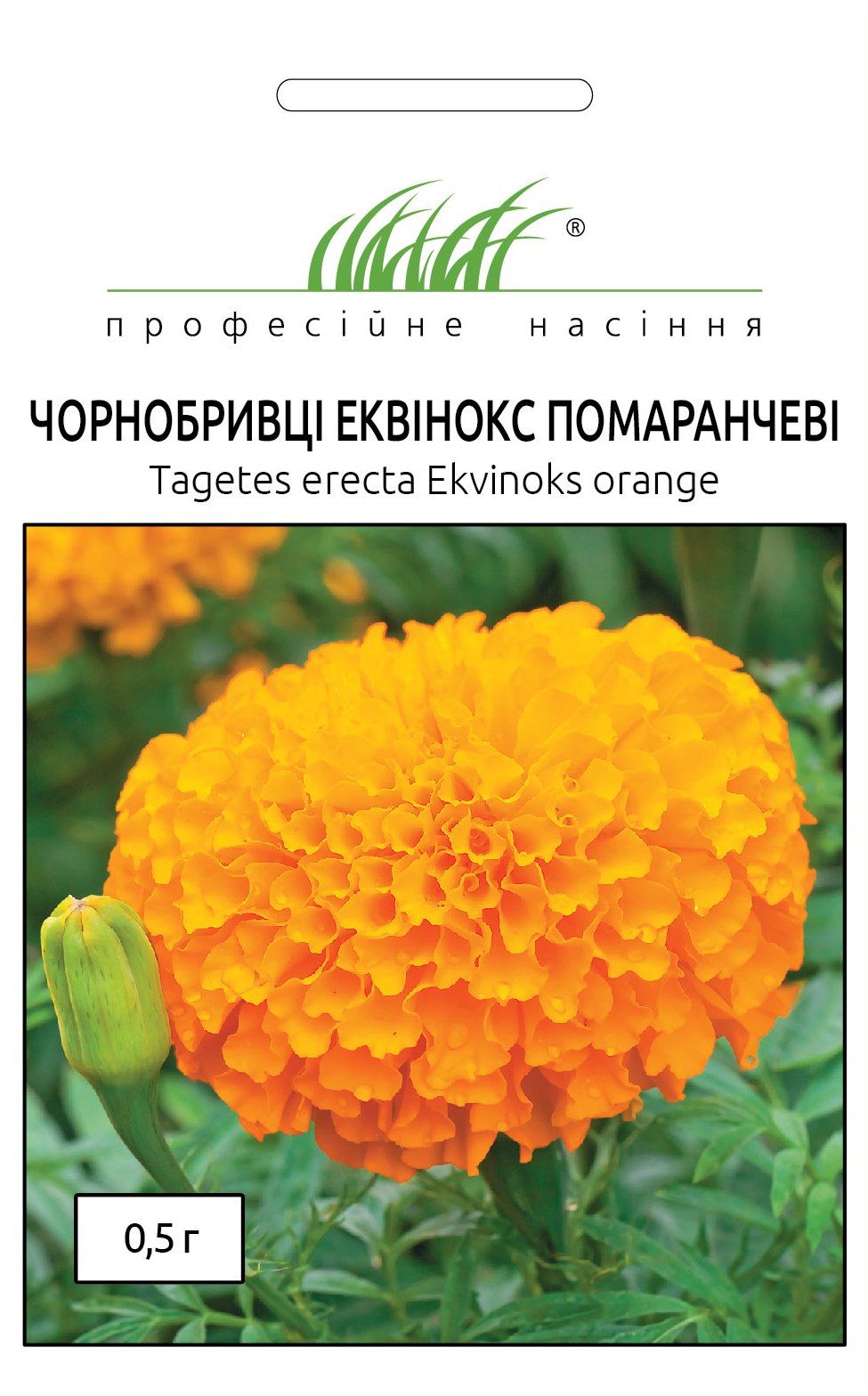 chornobrivtsi_ekvinoks_pomaranchevi__166x133-35z84_