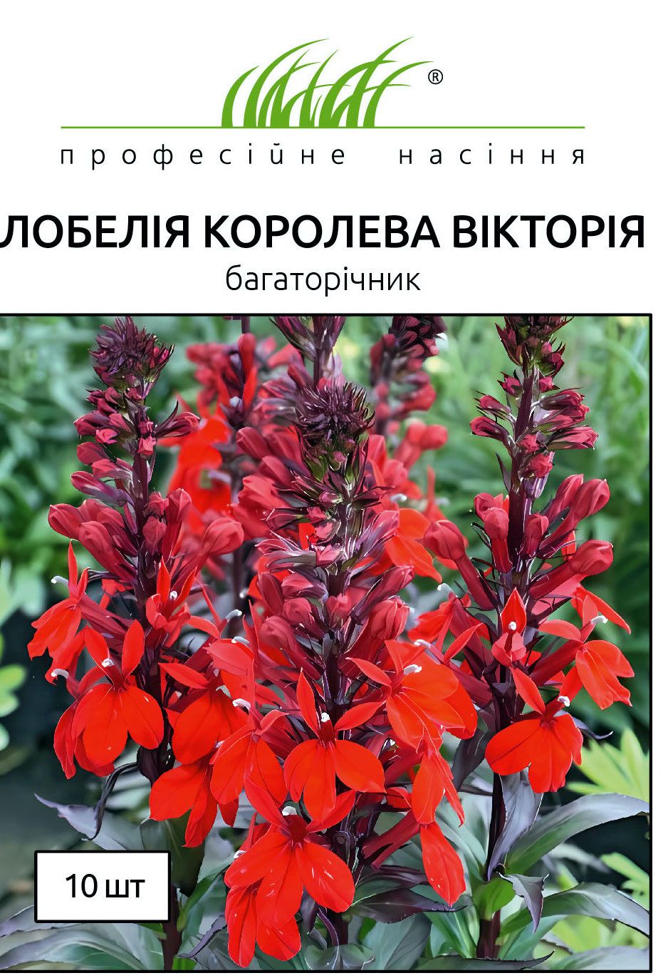 v8_6a9f_585a2