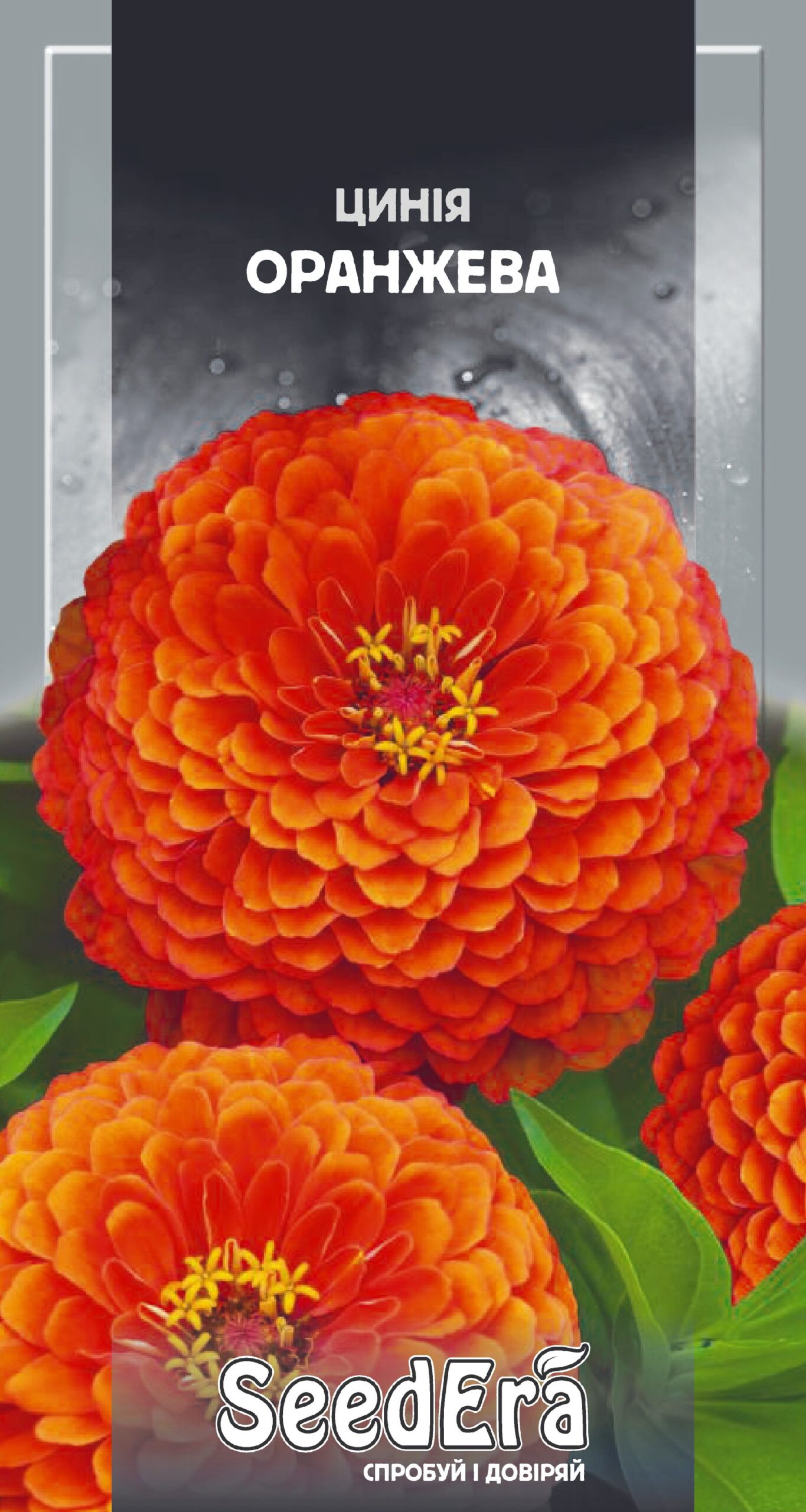TSiniya-visokorosla-elegantna-oranzheva-05-g-fl